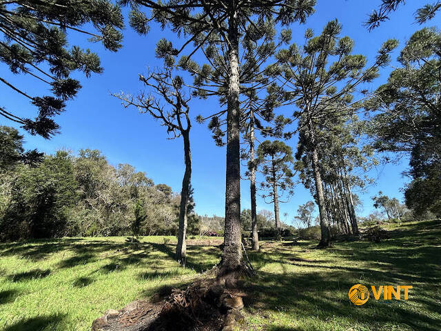 Chácara para Venda em Caxias do Sul - 4